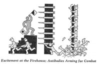 Excitement at the firehouse; Antibodies arming for combat