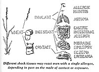 Different shock tissues with which a single allergen may react